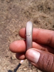 Ophiodes vertebralis