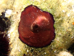 Actinia striata