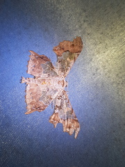 Krananda semihyalina