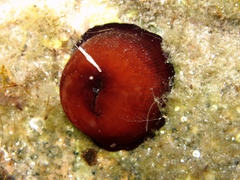 Actinia striata