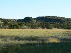 Cryptomys hottentotus