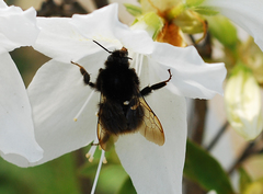Bombus ignitus