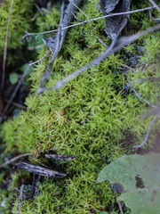 Tortella squarrosa