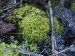 Tortella squarrosa