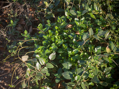 Vinca major