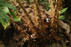 Polystichum × luerssenii