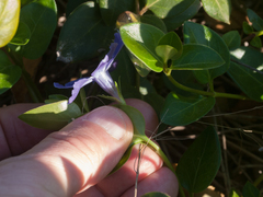 Vinca major