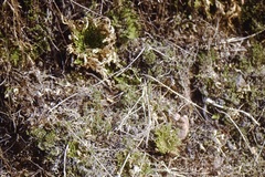 Selaginella pallescens