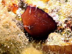 Actinia striata