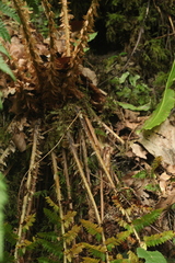 Polystichum × luerssenii