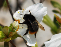 Bombus ignitus