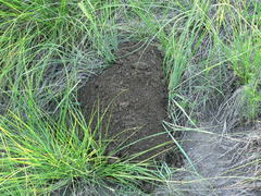 Cryptomys hottentotus