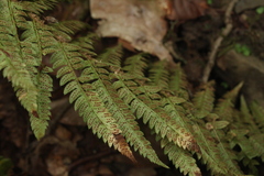 Polystichum × luerssenii