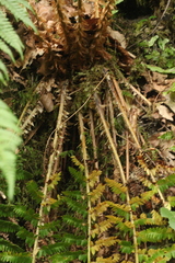 Polystichum × luerssenii