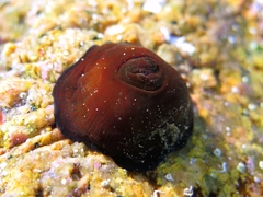 Actinia striata