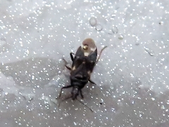 Temnostethus pusillus