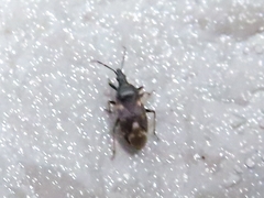 Temnostethus pusillus