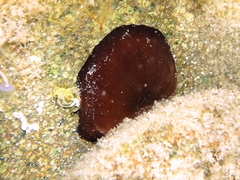 Actinia striata