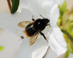 Bombus ignitus