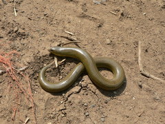 Acontias gracilicauda