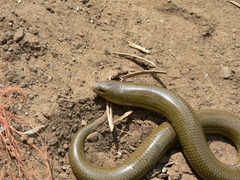 Acontias gracilicauda