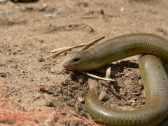 Acontias gracilicauda