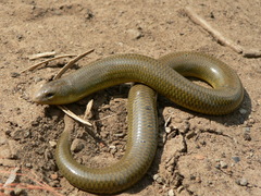 Acontias gracilicauda