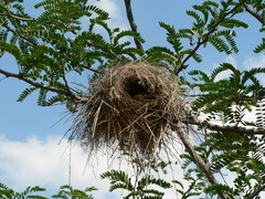 Plocepasser mahali mahali