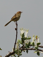 Cisticola aberrans