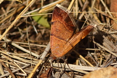 Plecopterodes moderata