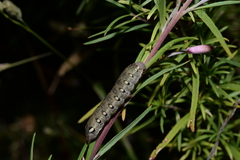 Hyles vespertilio