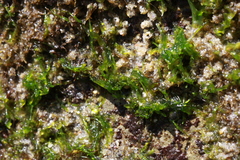 Ulvaceae