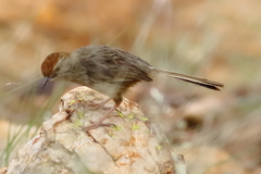 Cisticola aberrans