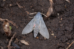 Hyles vespertilio
