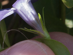 Vinca major