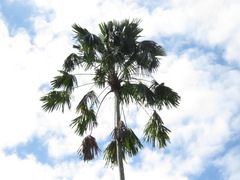 Saribus rotundifolius