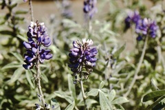 Lupinus elegans