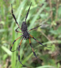 Nephila comorana