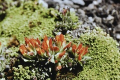 Castilleja tolucensis