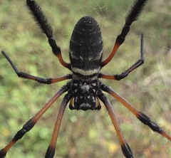 Nephila comorana