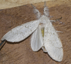 Calliteara horsfieldii