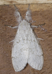 Calliteara horsfieldii