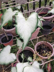 Caladium bicolor