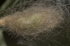 Calliteara horsfieldii