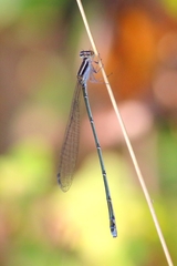Aciagrion approximans