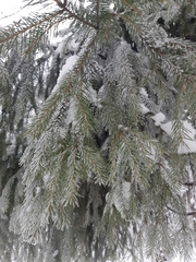 Picea abies
