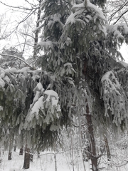 Picea abies