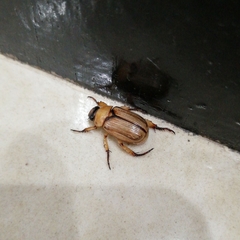 Scarabaeidae