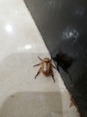 Scarabaeidae