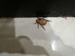 Scarabaeidae
